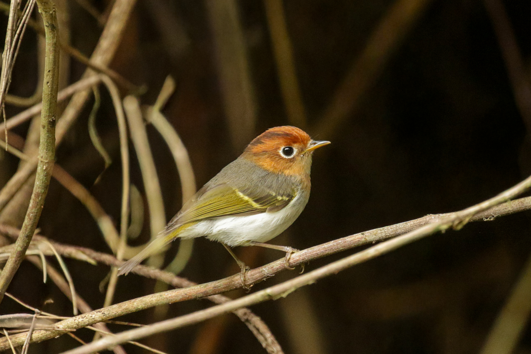Sunda Warbler (image by Trevor Ellery)
