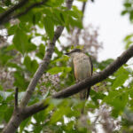 Swinhoe's Minivet (image by Diedert Koppenol)