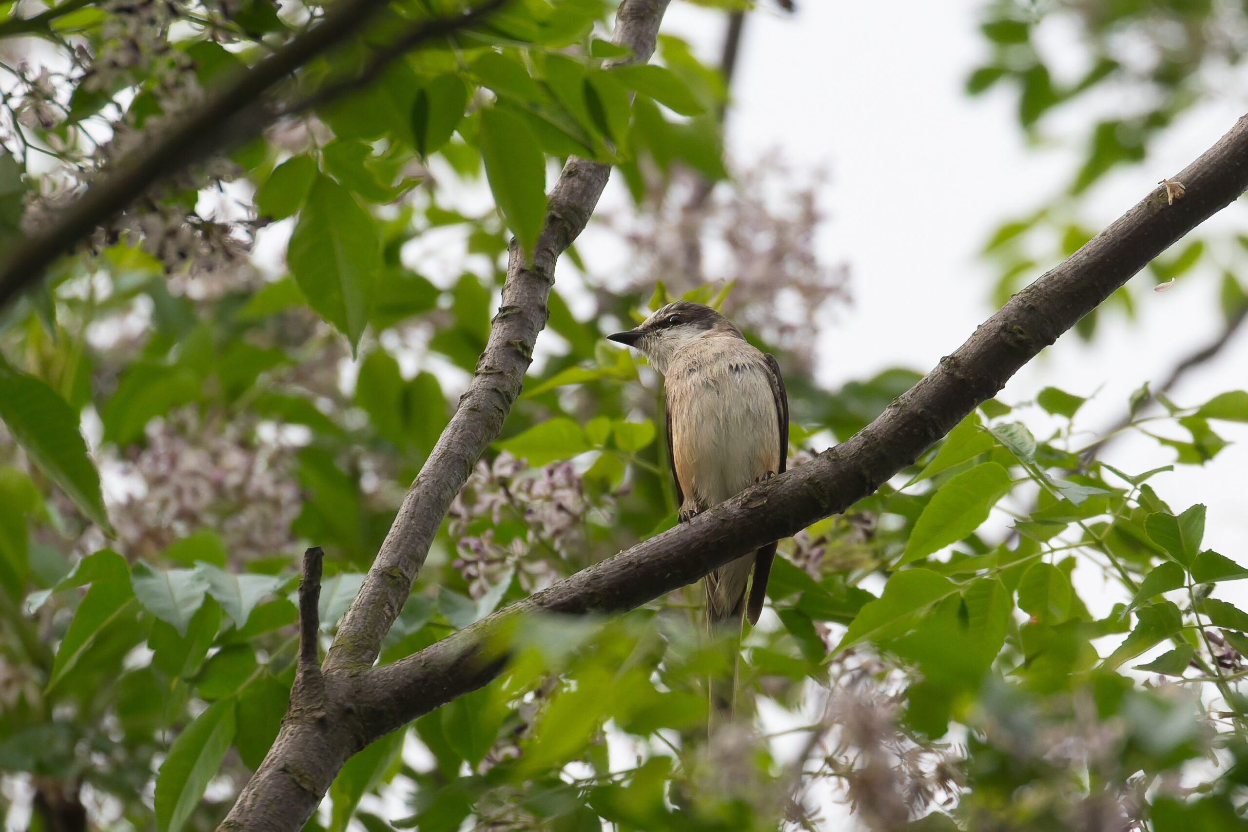 Swinhoe's Minivet (image by Diedert Koppenol)
