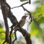 Taiga Flycatcher (image by Diedert Koppenol)