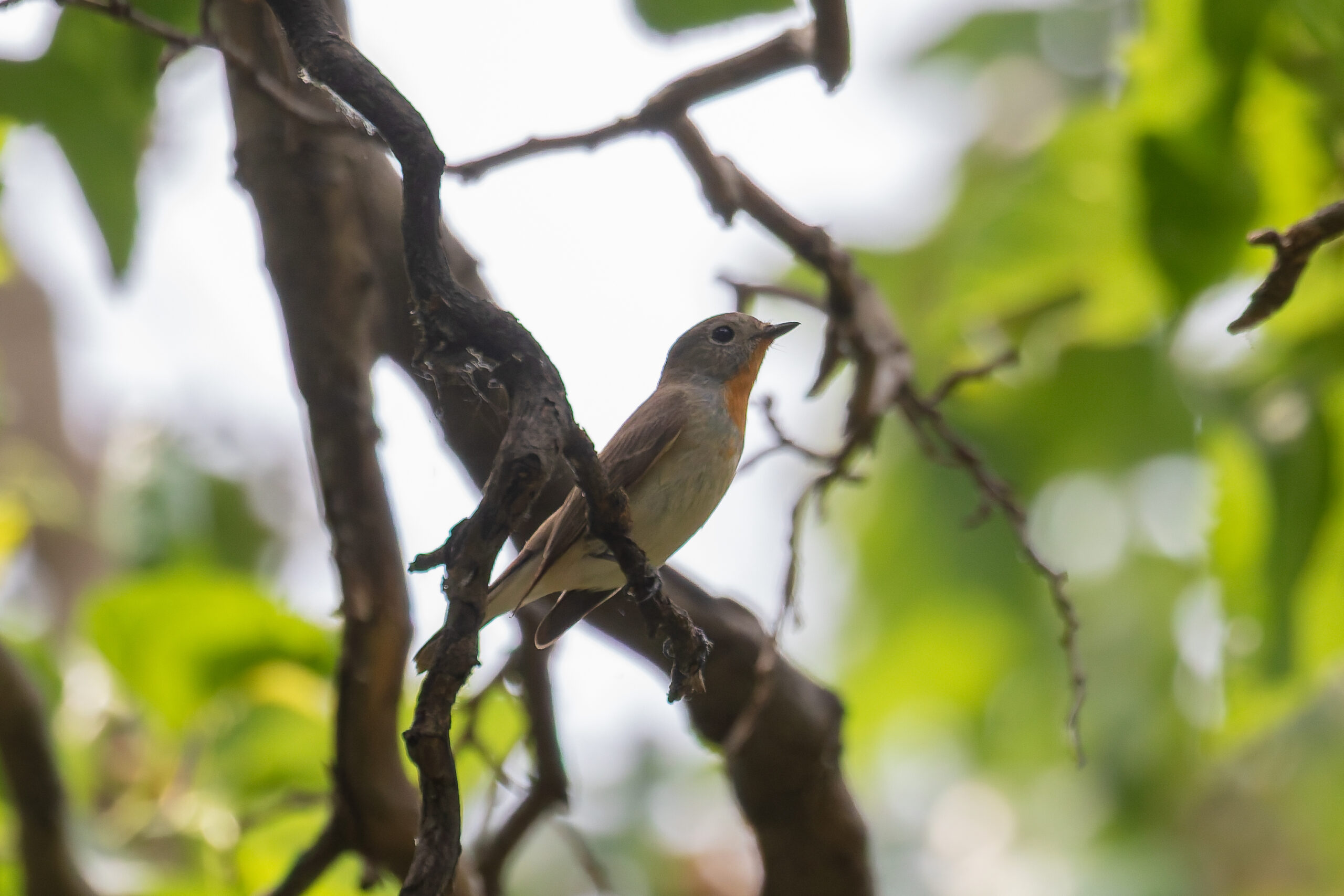 Taiga Flycatcher (image by Diedert Koppenol)