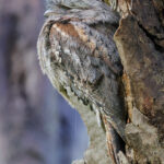 Tawny Frogmouth (image by Hannu Jännes)