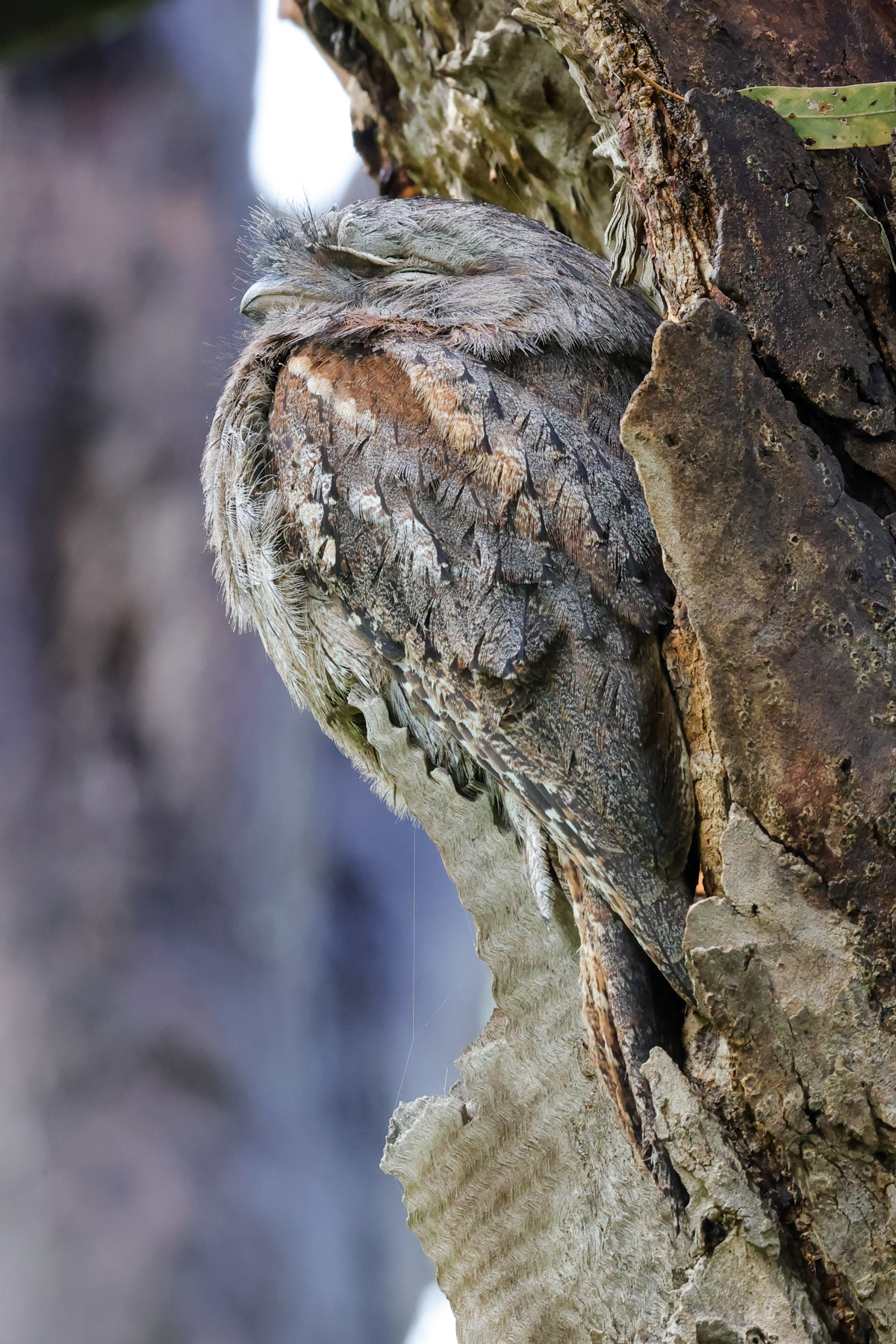 Tawny Frogmouth (image by Hannu Jännes)
