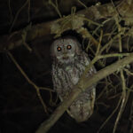Tawny Owl (image by Diedert Koppenol)