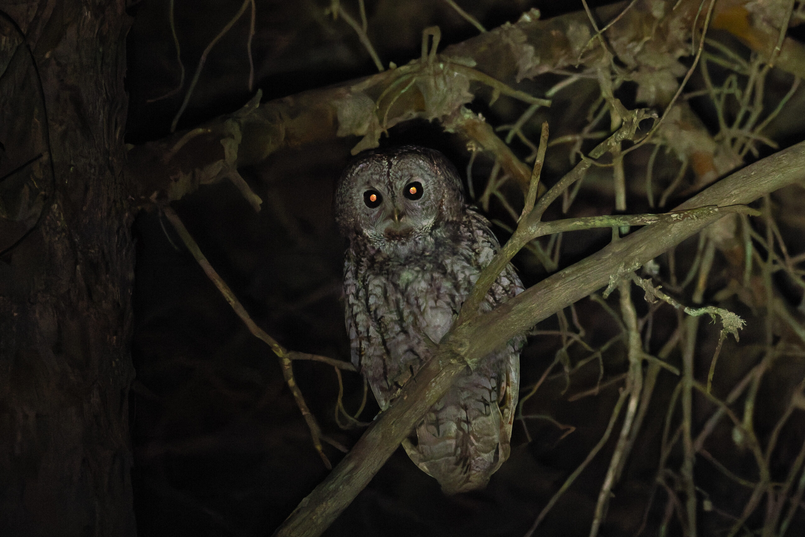 Tawny Owl (image by Diedert Koppenol)