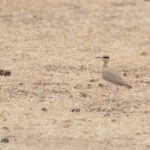 Temminck's Courser (image by Diedert Koppenol)