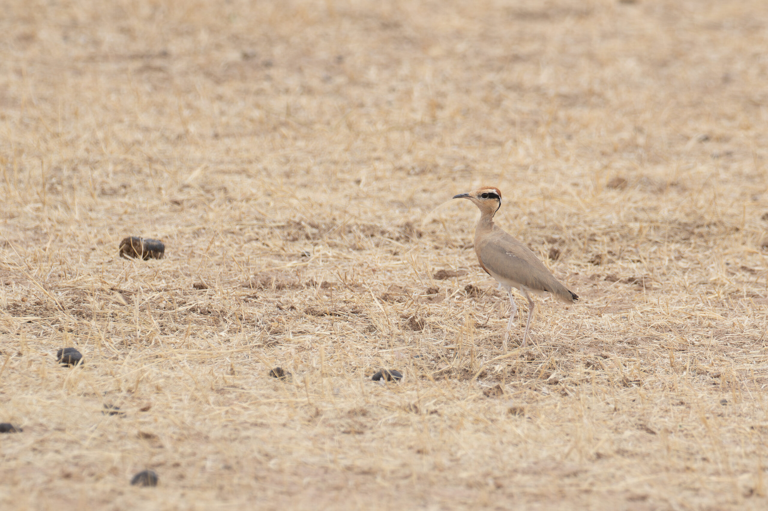Temminck's Courser (image by Diedert Koppenol)