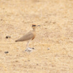 Temminck's Courser (image by Diedert Koppenol)