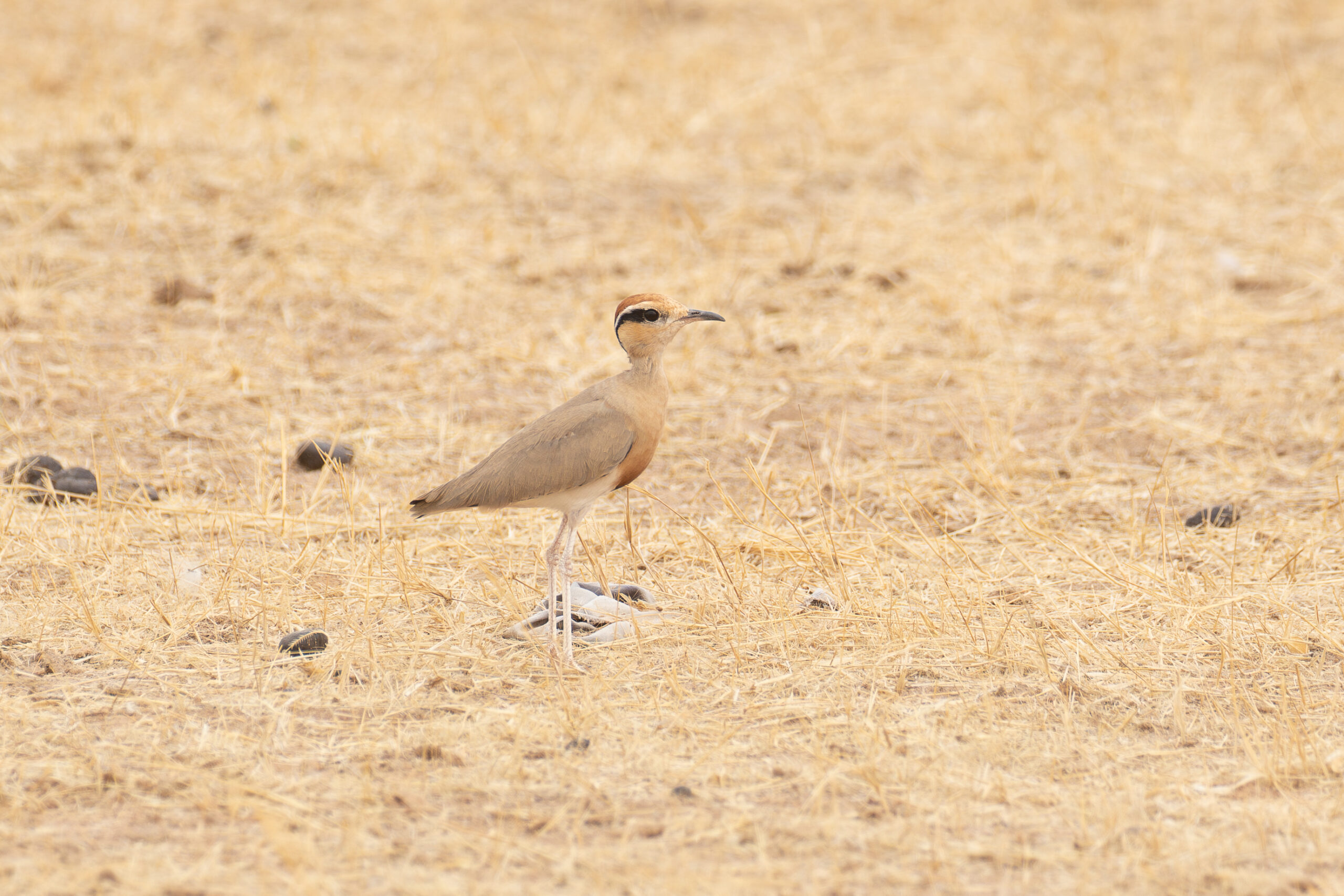 Temminck's Courser (image by Diedert Koppenol)