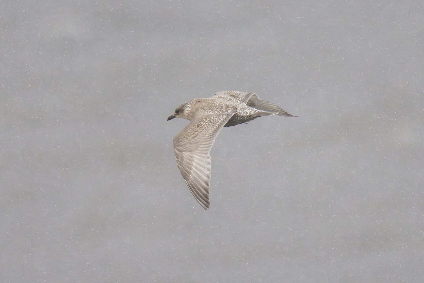 'Thayer's' Gull 1st-calendar-year (image by Mark Beaman)