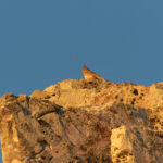 Thekla's Lark (image by Diedert Koppenol)