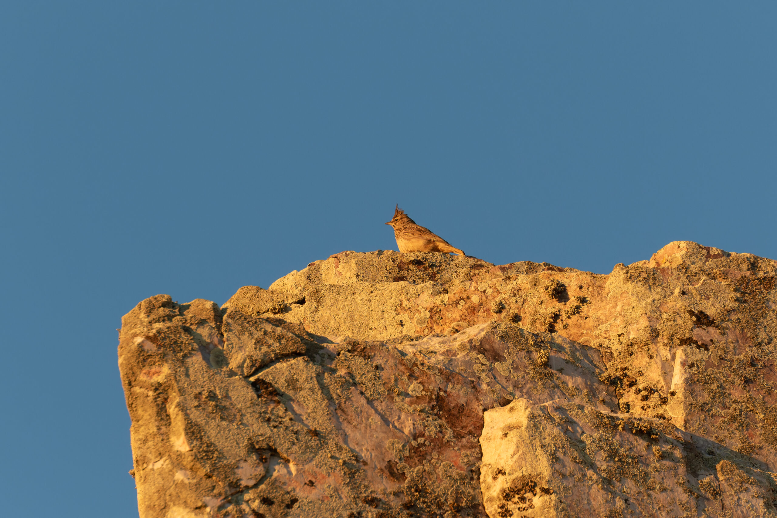 Thekla's Lark (image by Diedert Koppenol)