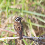 Tristram's Bunting (image by Diedert Koppenol)