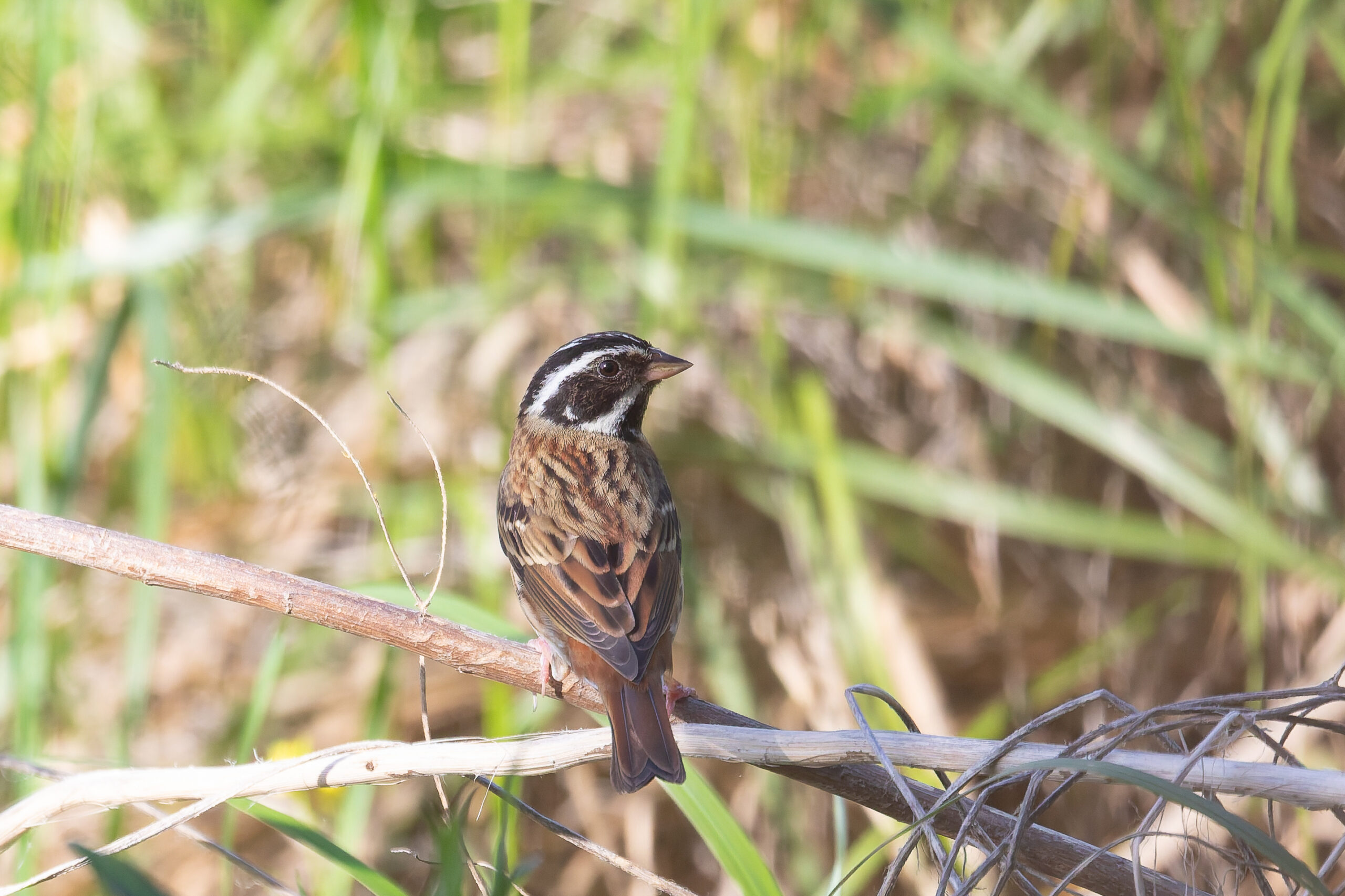 Tristram's Bunting (image by Diedert Koppenol)