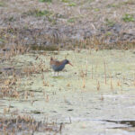 Water Rail (image by Diedert Koppenol)