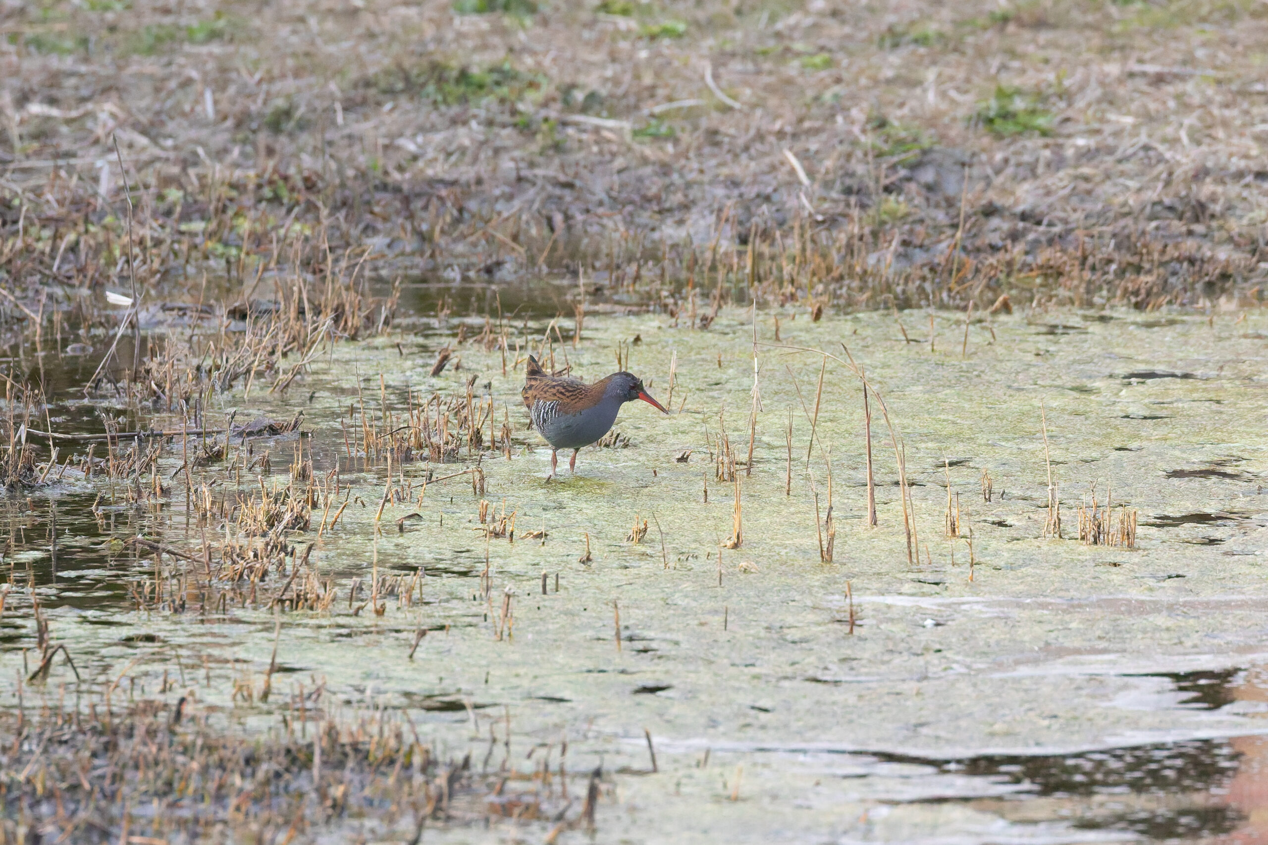 Water Rail (image by Diedert Koppenol)