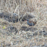 Water Rail (image by Diedert Koppenol)