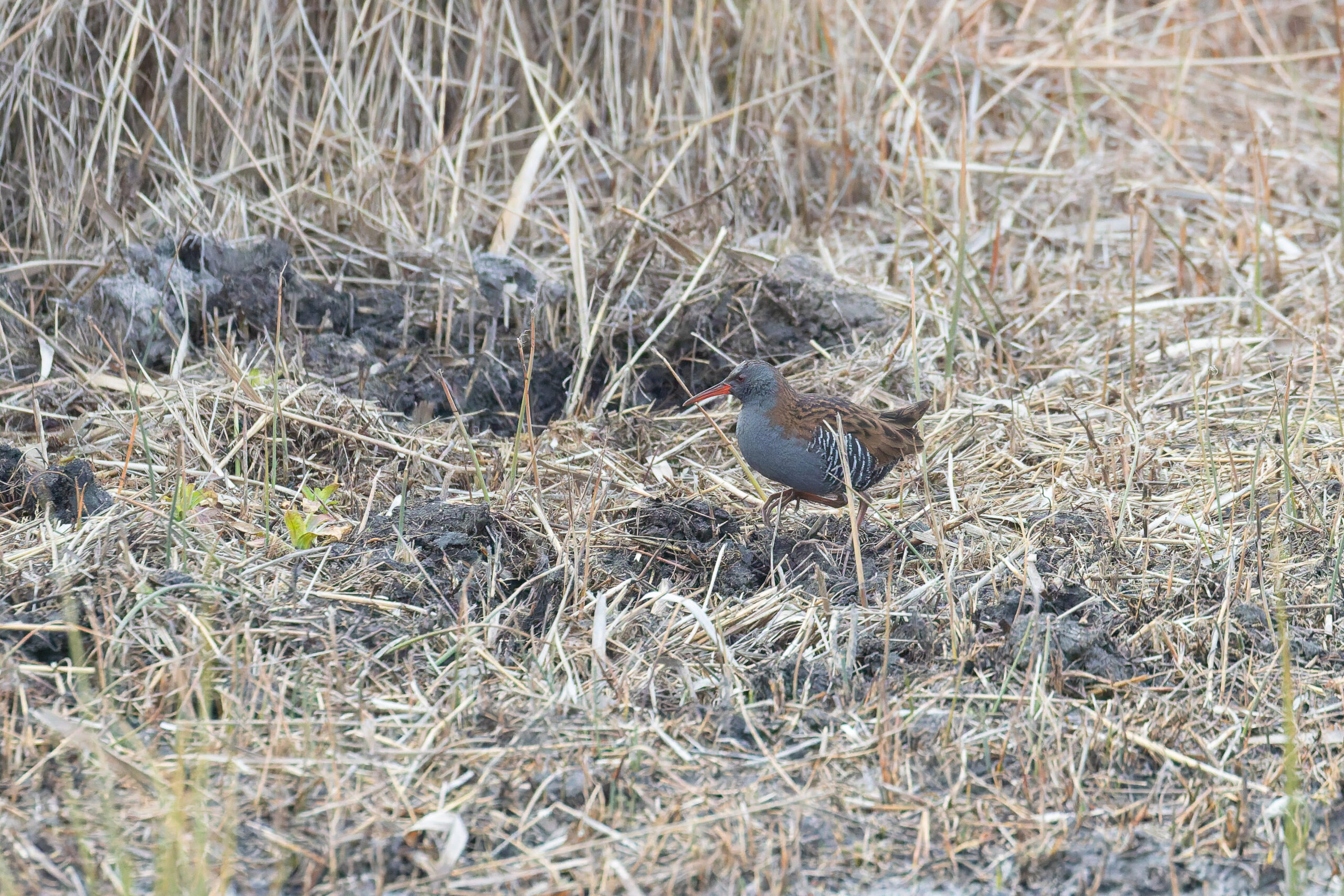Water Rail (image by Diedert Koppenol)