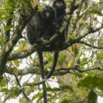 West Javan Langur (image by Trevor Ellery)
