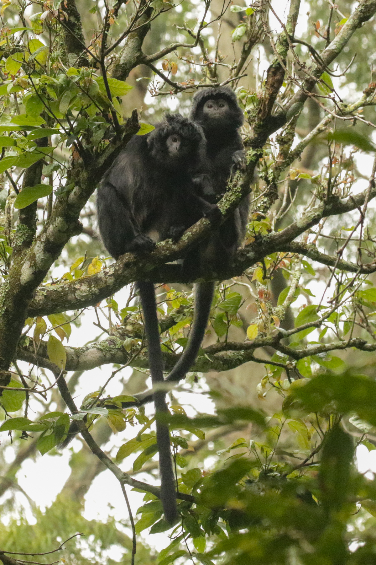 West Javan Langur (image by Trevor Ellery)