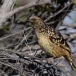 Western Bowerbird (image by Frederic Pelsy)