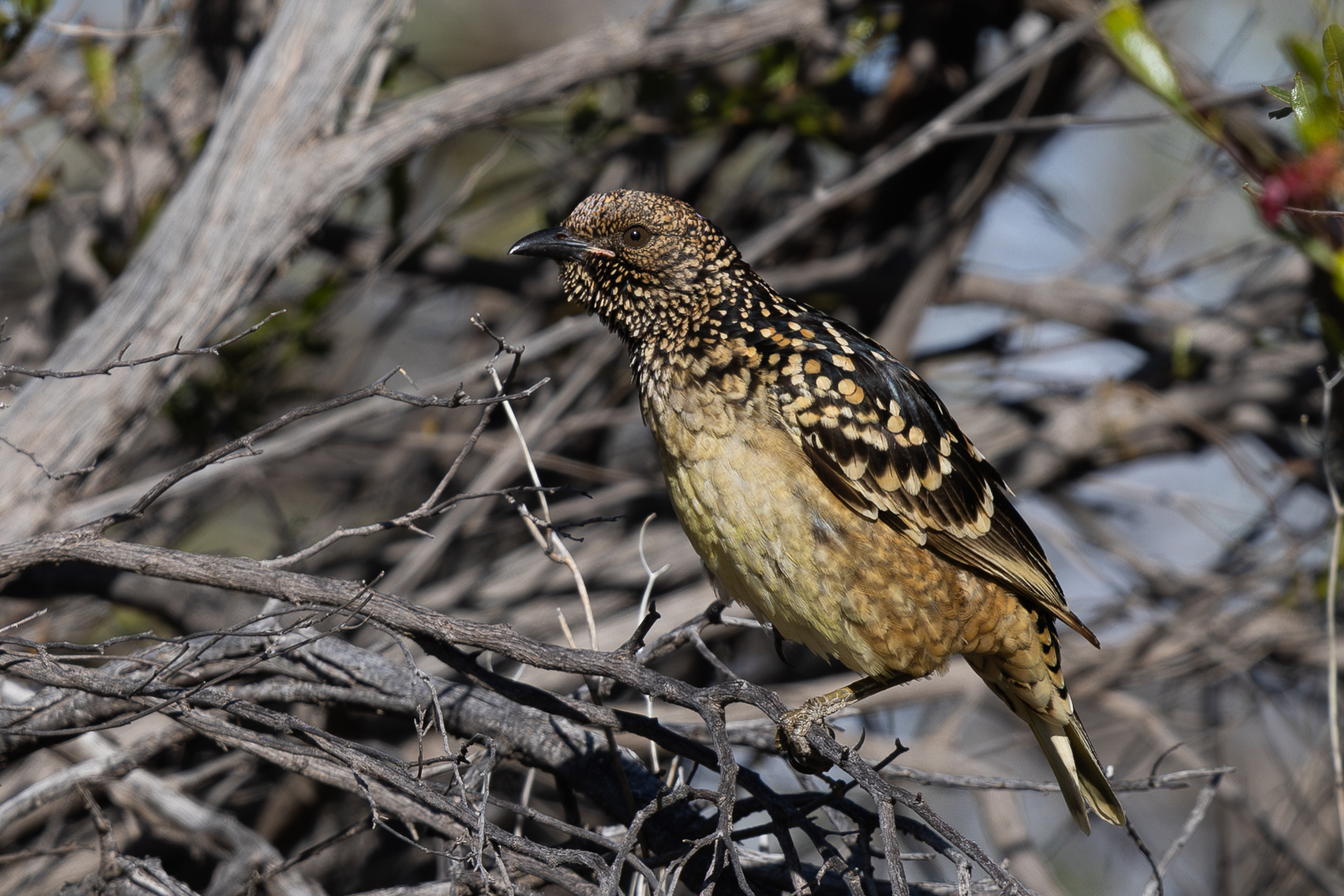 Western Bowerbird (image by Frederic Pelsy)