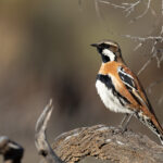 Western Quail-thrush (image by Frederic Pelsy)