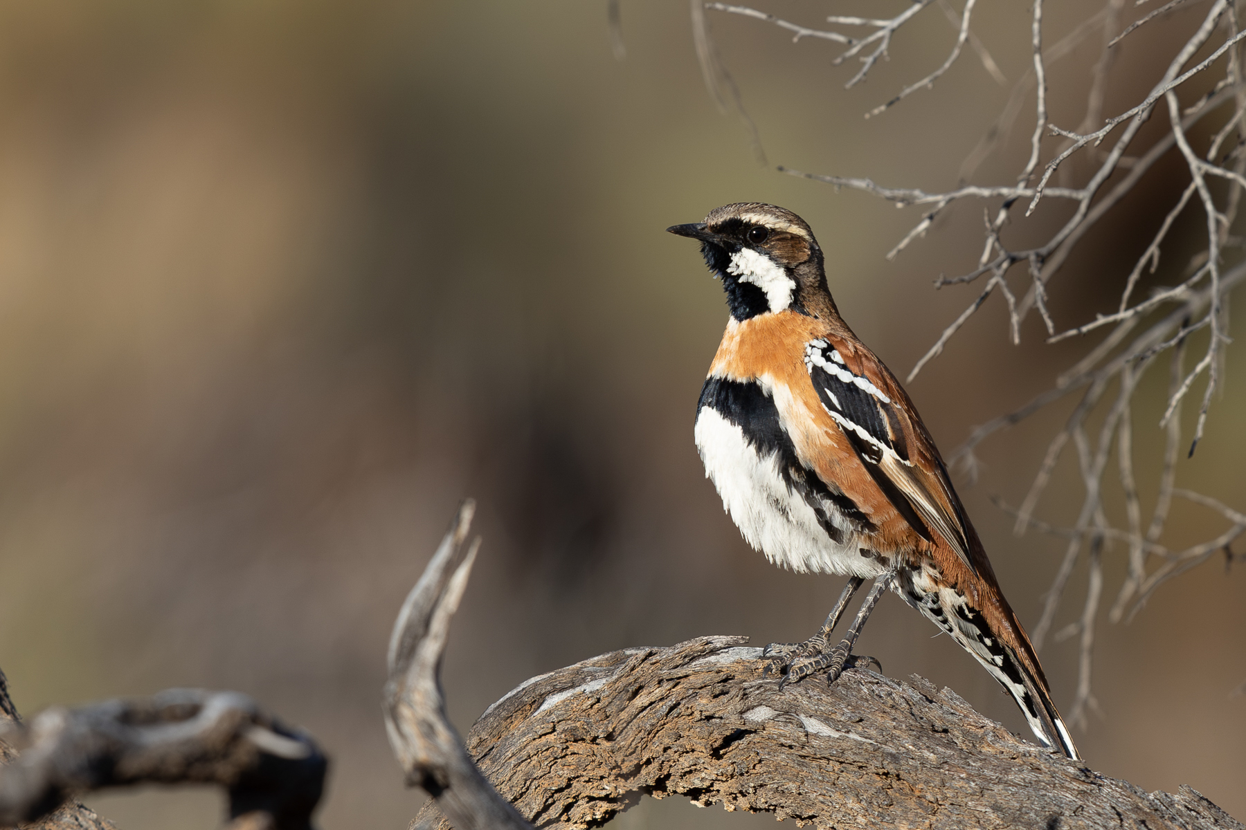 Western Quail-thrush (image by Frederic Pelsy)