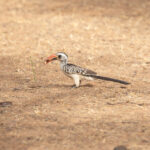 Western Red-billed Hornbill (image by Diedert Koppenol)