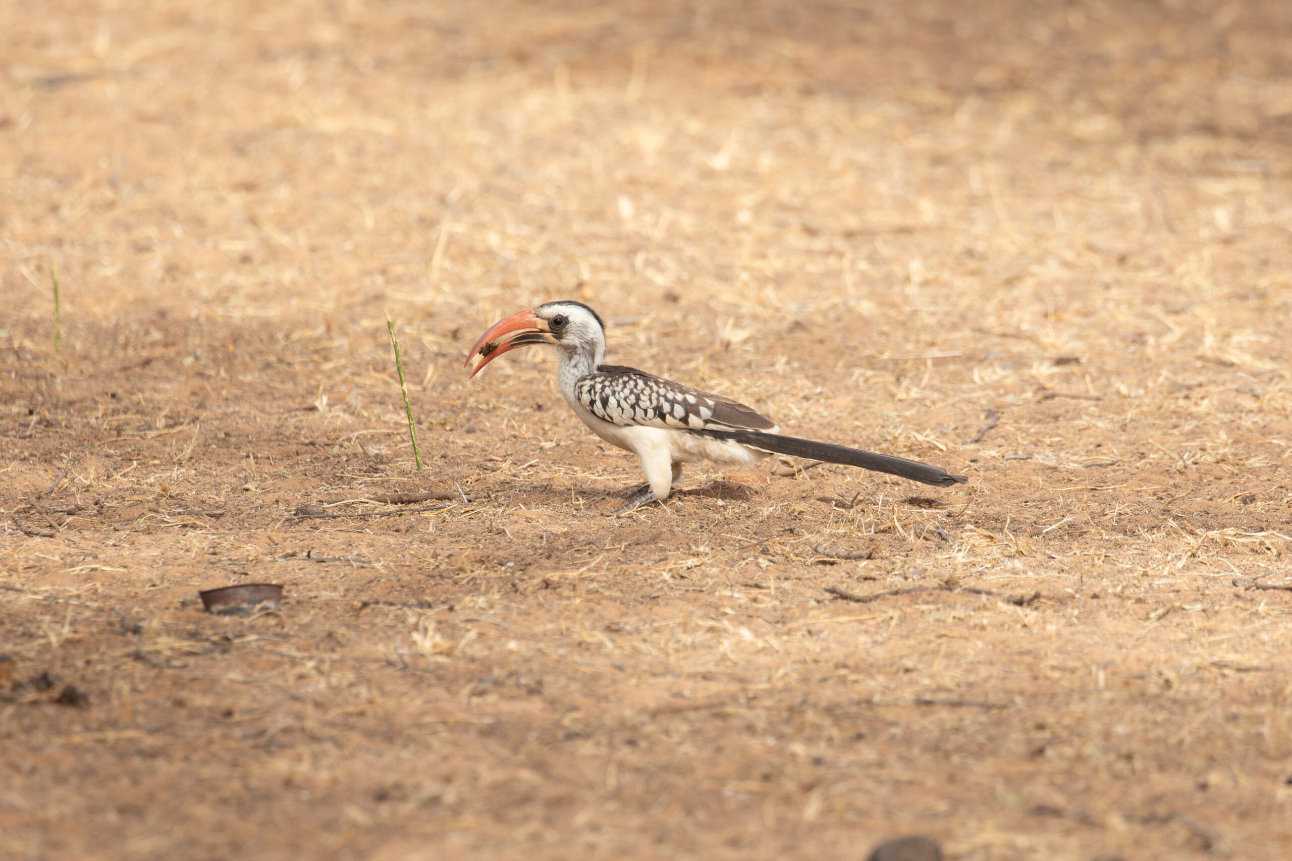Western Red-billed Hornbill (image by Diedert Koppenol)