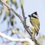 Western Shriketit (image by Frederic Pelsy)