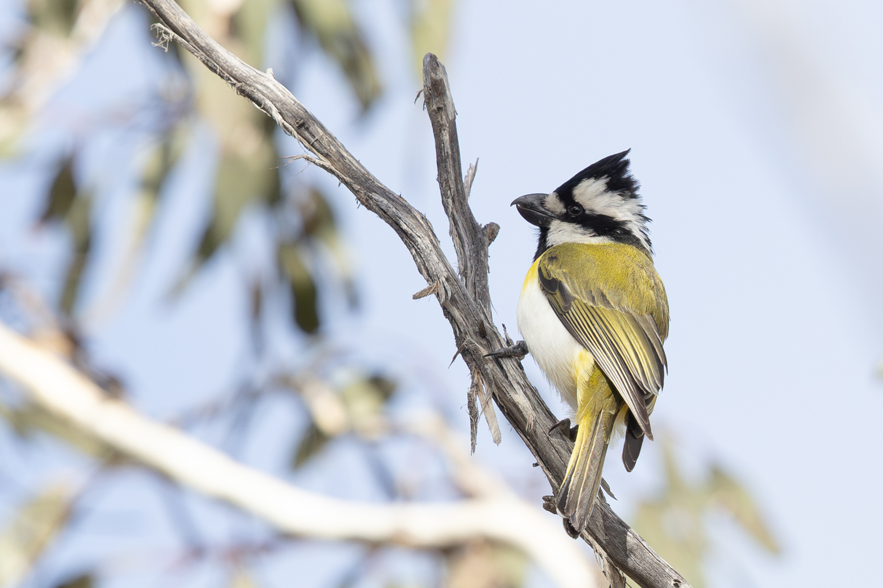 Western Shriketit (image by Frederic Pelsy)