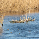 Western Swamphen (image by Diedert Koppenol)