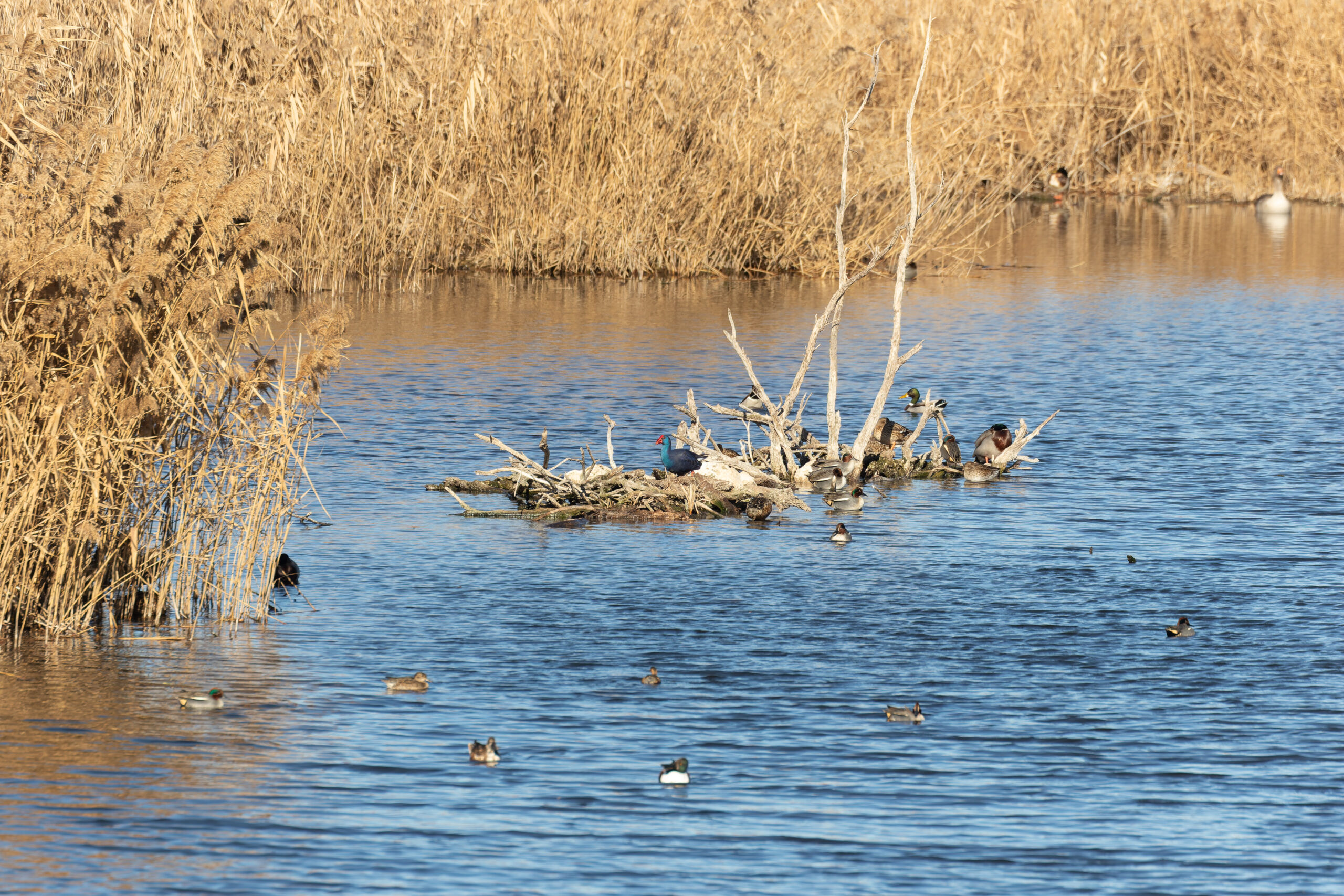 Western Swamphen (image by Diedert Koppenol)