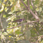 Western Violet-backed Sunbird (image by Diedert Koppenol)