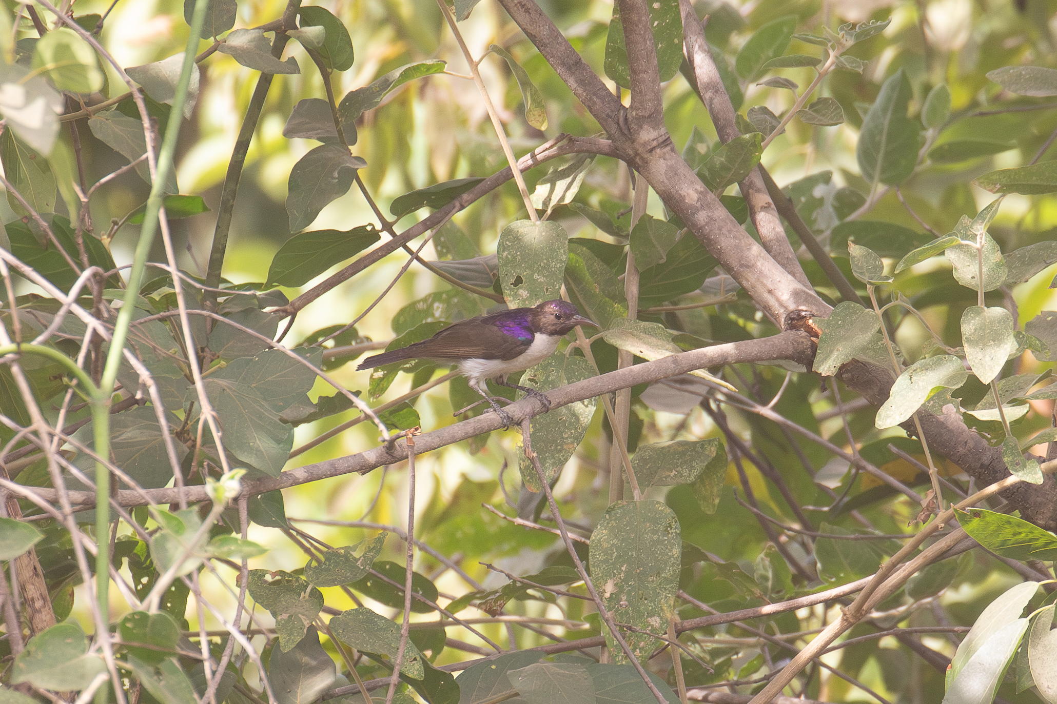 Western Violet-backed Sunbird (image by Diedert Koppenol)