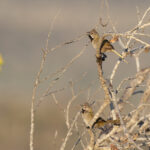 Western Whipbirds (image by Frederic Pelsy)