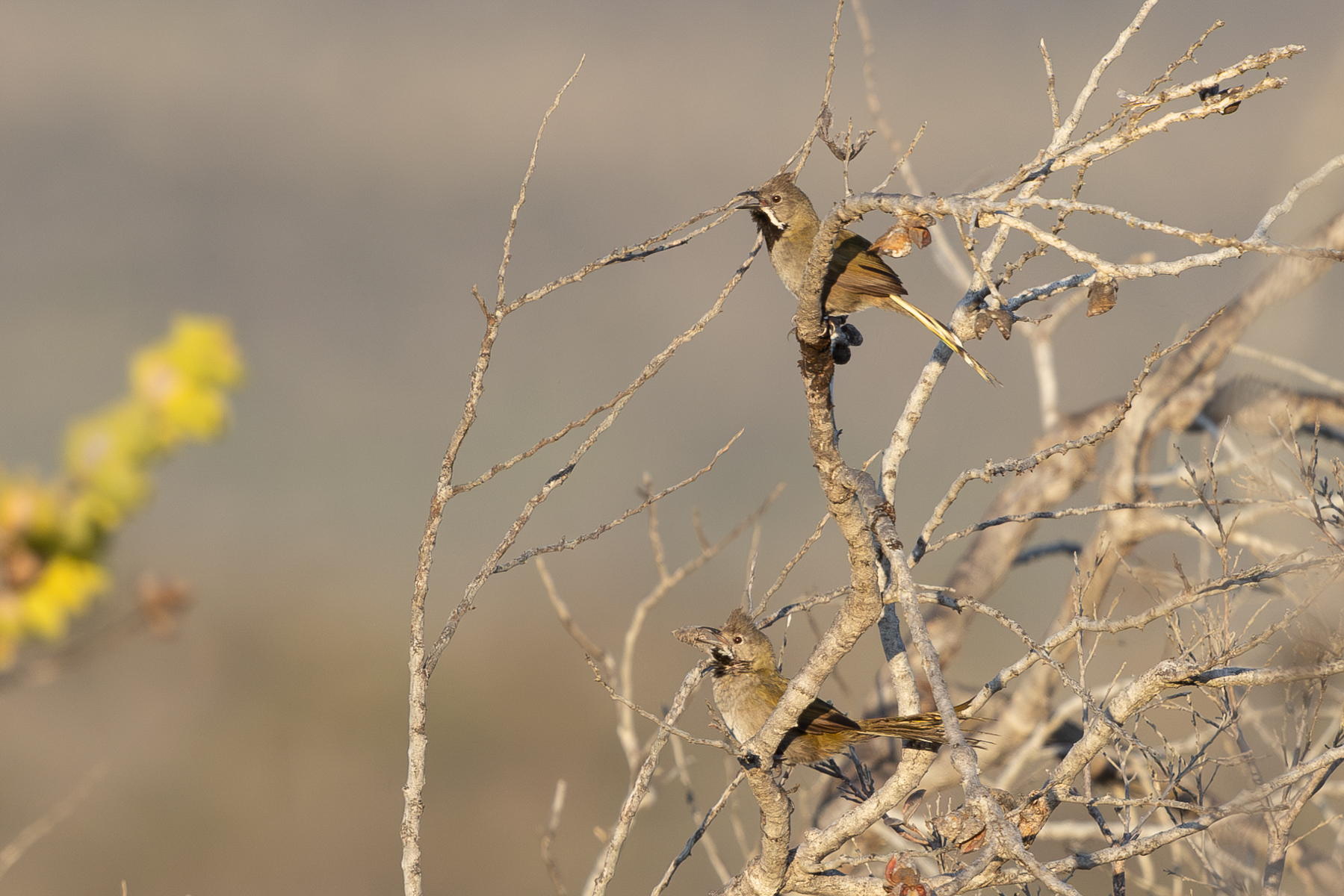 Western Whipbirds (image by Frederic Pelsy)