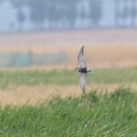 Whiskered Tern (image by Diedert Koppenol)