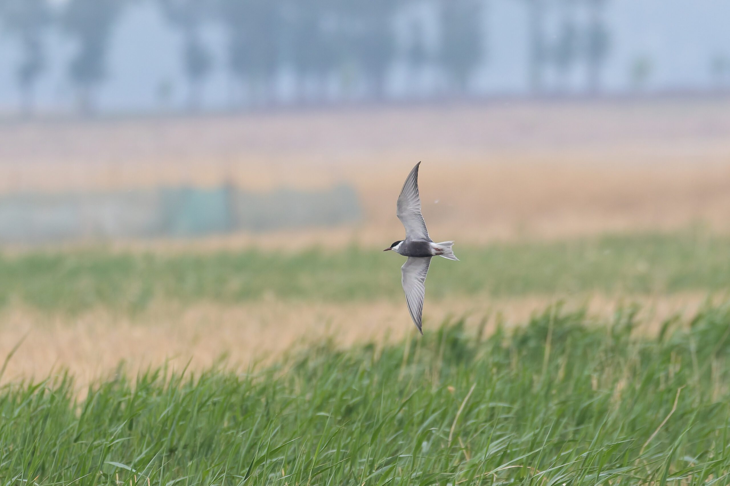 Whiskered Tern (image by Diedert Koppenol)