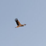White Stork (image by Diedert Koppenol)