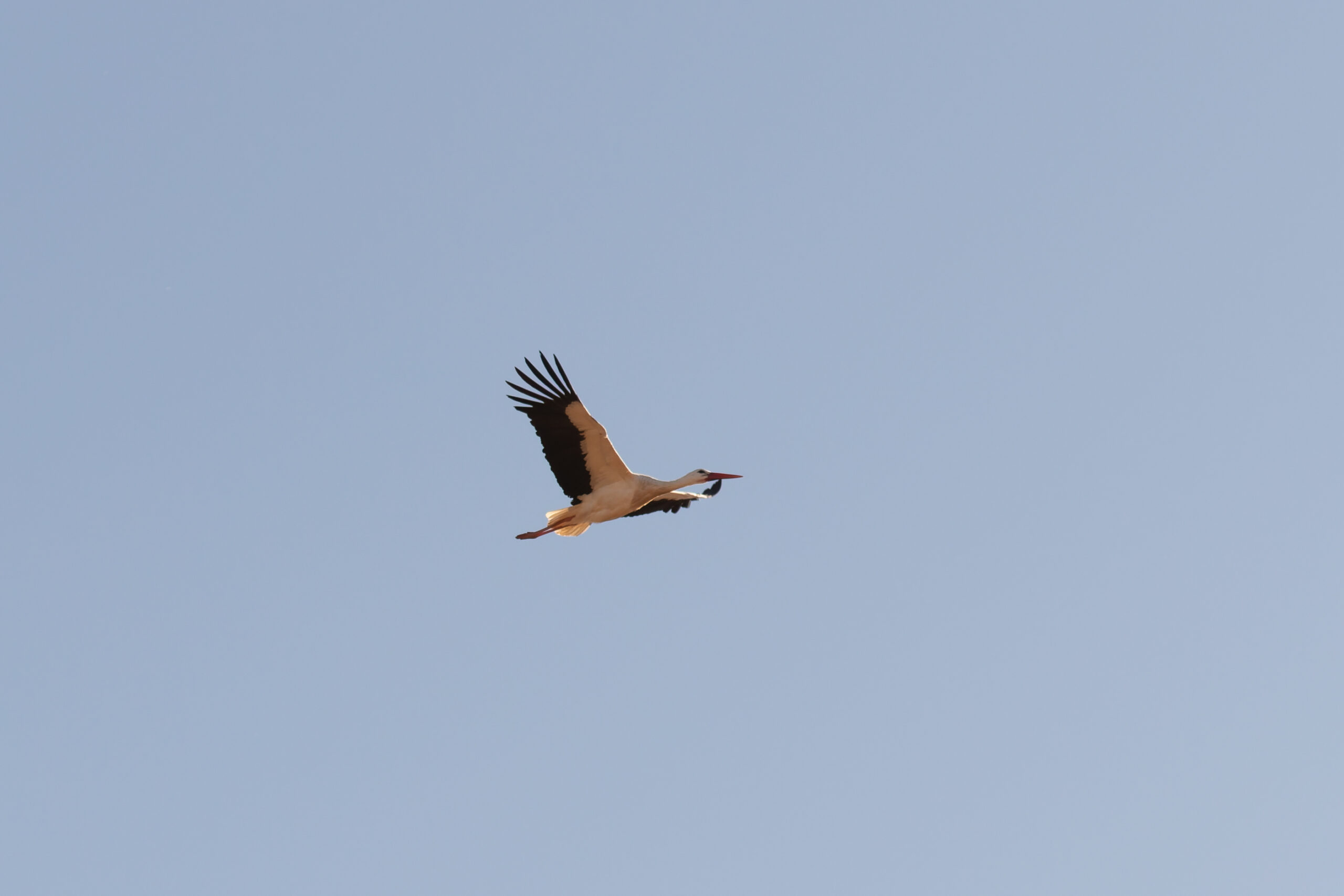 White Stork (image by Diedert Koppenol)