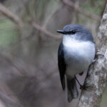 White-breasted Robin (image by Frederic Pelsy)