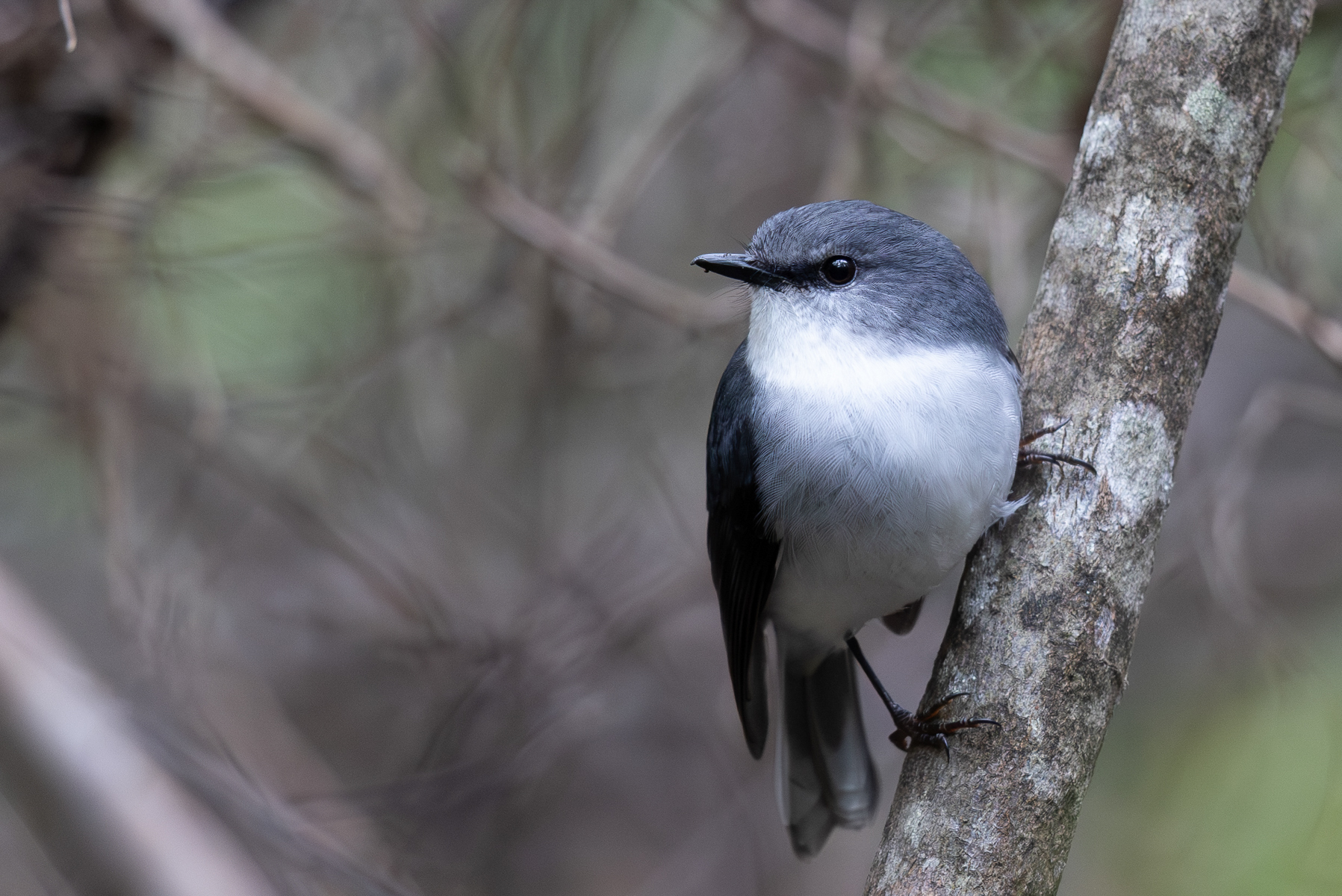White-breasted Robin (image by Frederic Pelsy)