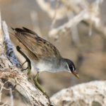 White-browed Crake (image by Hannu Jännes)