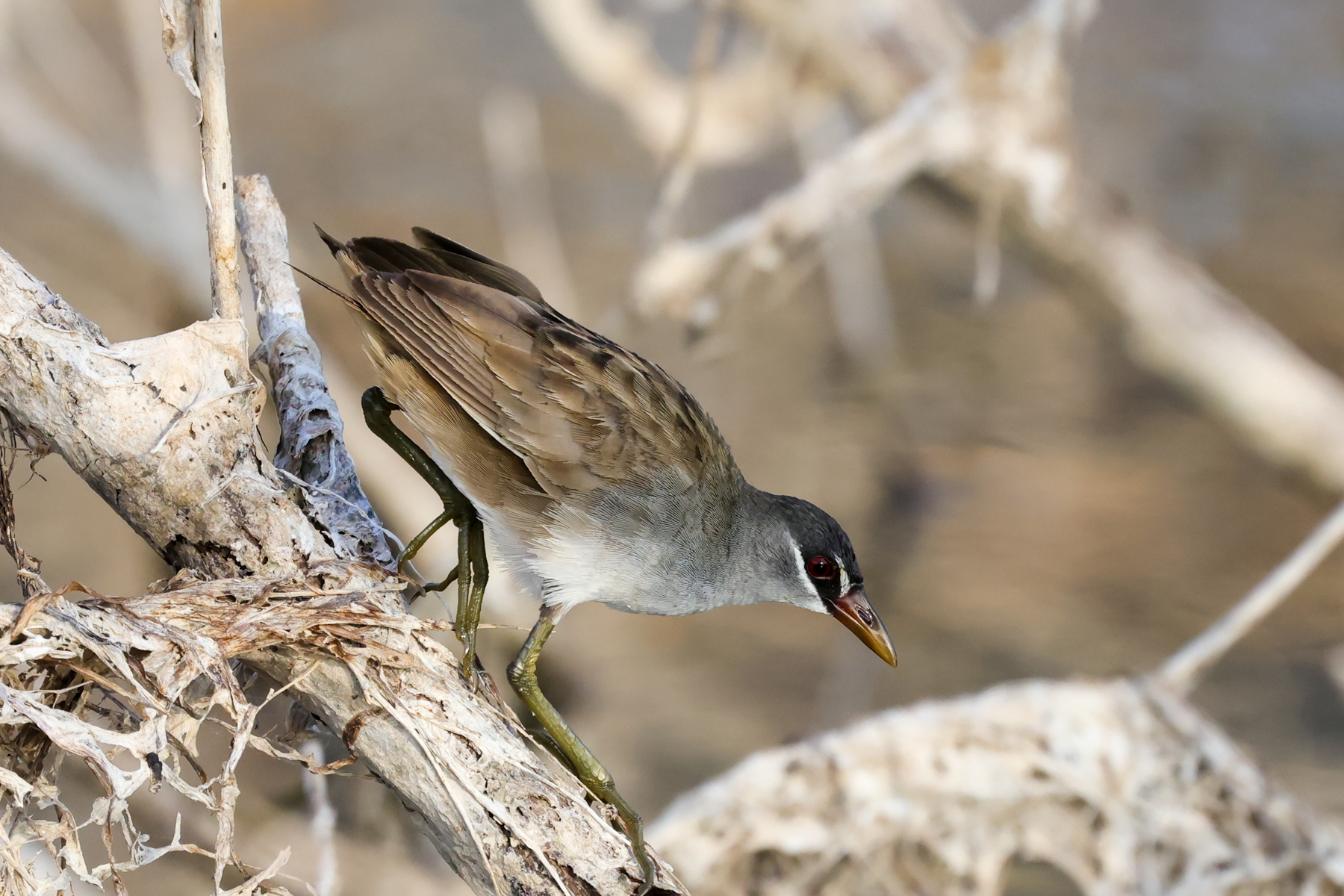 White-browed Crake (image by Hannu Jännes)