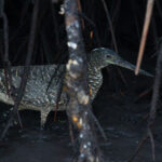 White-crested Tiger Heron (image by Diedert Koppenol)