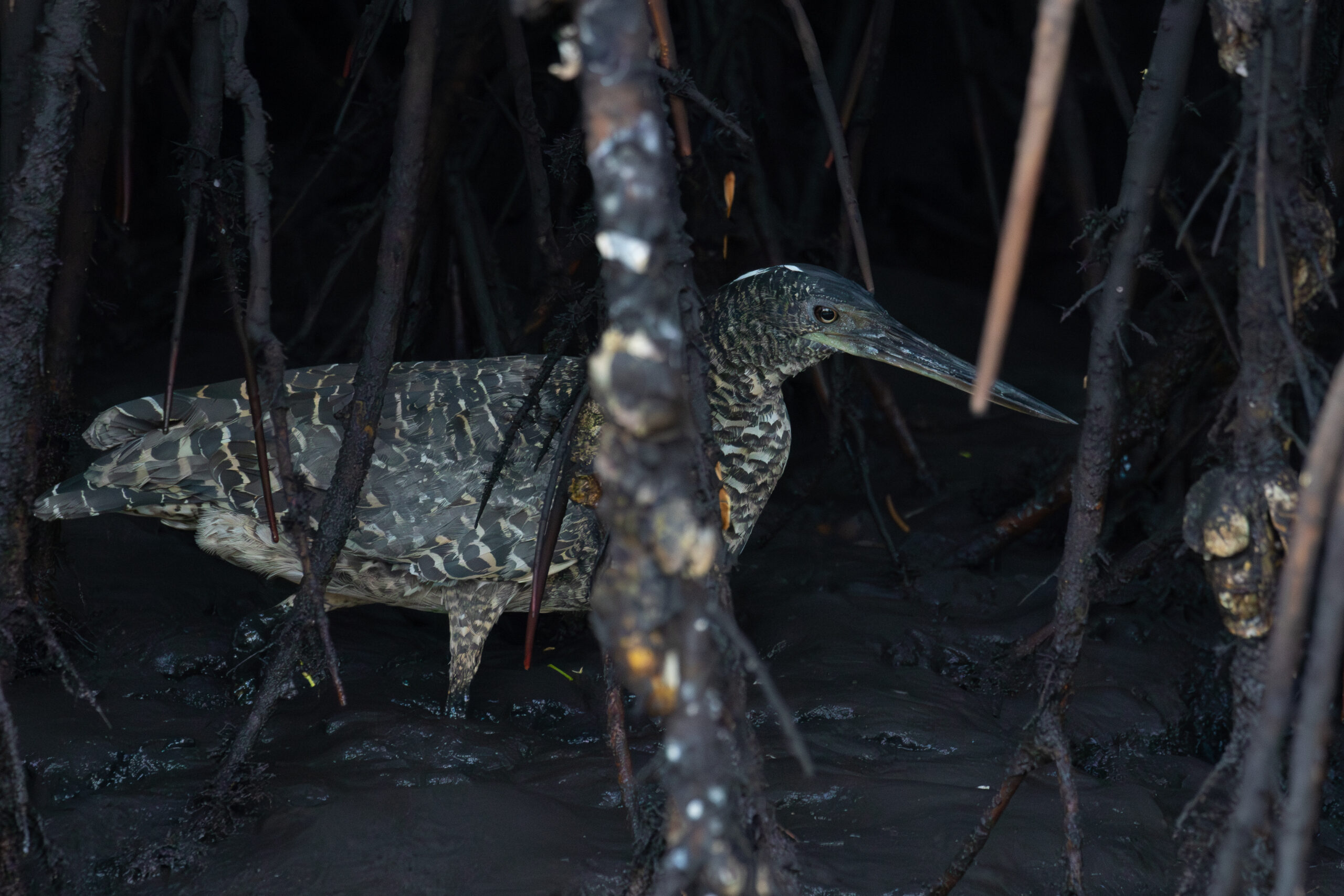 White-crested Tiger Heron (image by Diedert Koppenol)