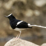 White-crowned Forktail (image by Trevor Ellery)