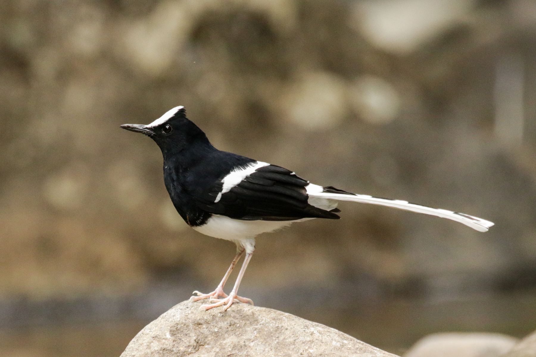 White-crowned Forktail (image by Trevor Ellery)